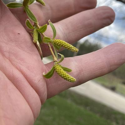 A closeup of yellow willow catkins pollen.