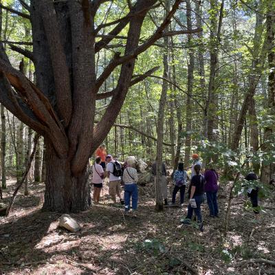 hikers with a large white pine at Champlin Forest