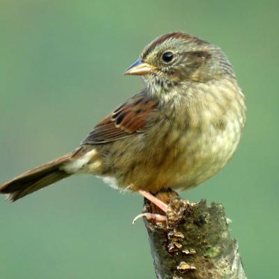 A close-up view of steaked breast and striped head of a juvenile white throated sparrow