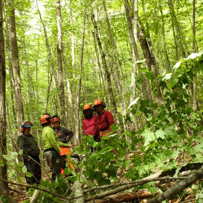 Group of women gathered around a fallen tree 