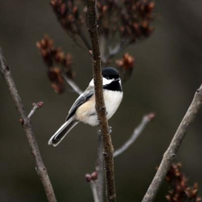 A chickadee sits in a tree branch.