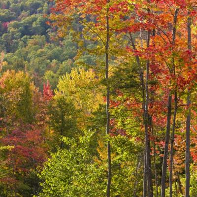 Fall foliage - hardwoods