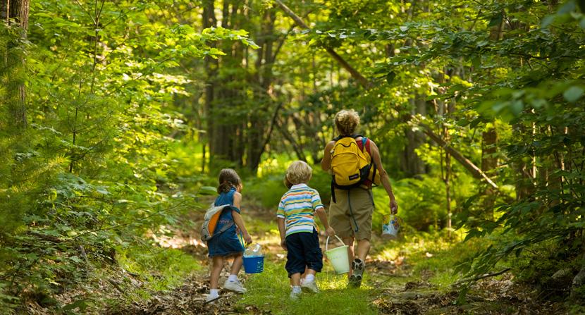 Family walks on a trail to go blueberry picking on a forest reservation