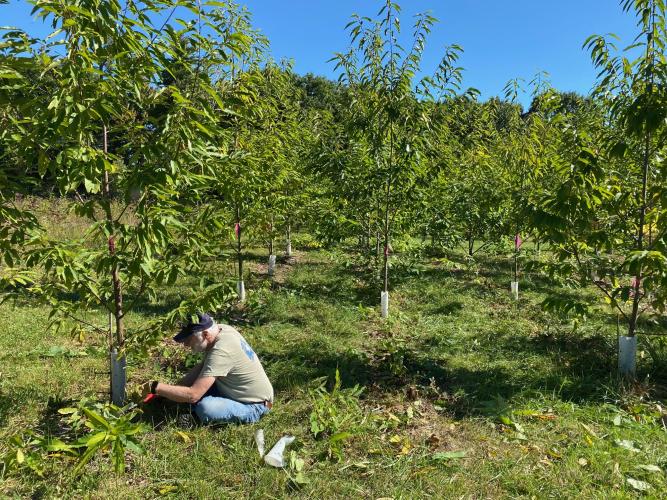 A photo of a volunteer sitting under a chestnut in the orchard in Fall 2023.