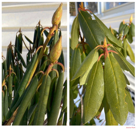 Before and after cold temperatures are show with the curled leaves.