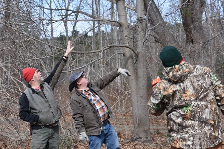 Participants point up at trees.