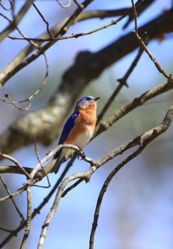 A male eastern bluebird poses in rust throat, white belly and blue back breeding plumage