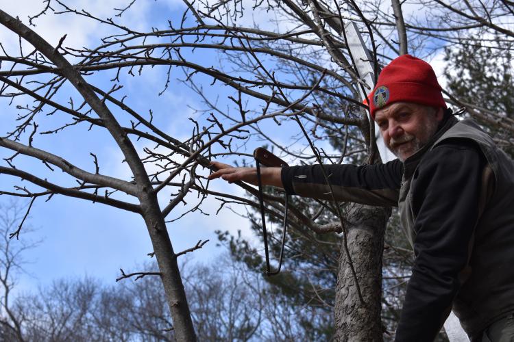 Nigel Manley demonstrates pruning on a wild apple tree.
