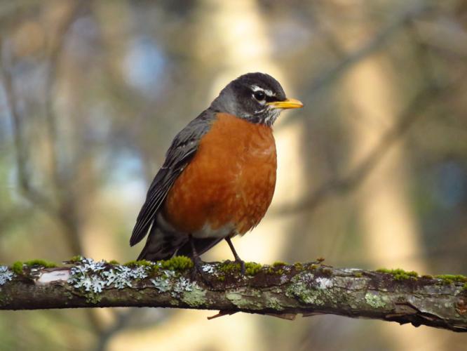 A robin on a branch in spring.