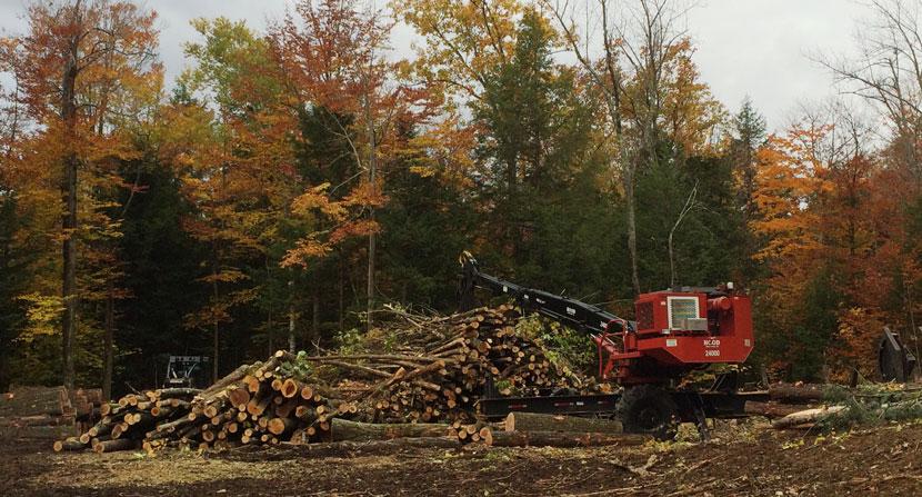 Low grade wood biomass harvest pile at landing with red forwarder moving wood