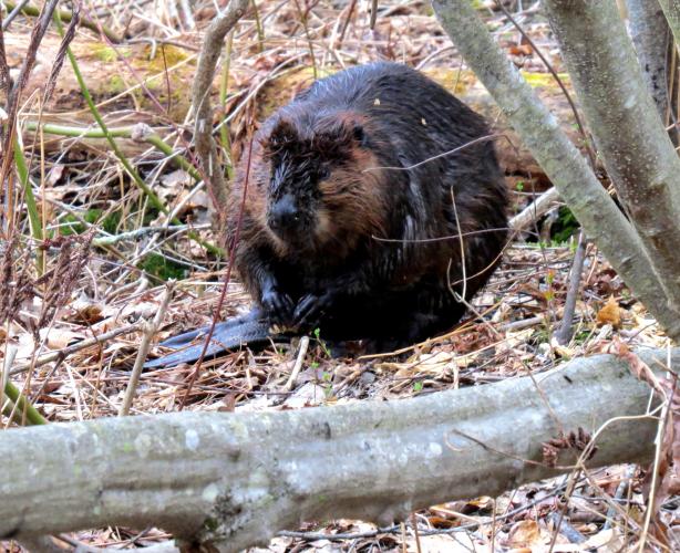 Beaver on land along Mill Brook Concord