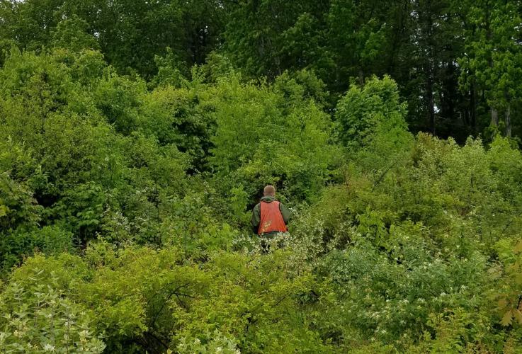 New England Cottontail Habitat Hills Family Forest