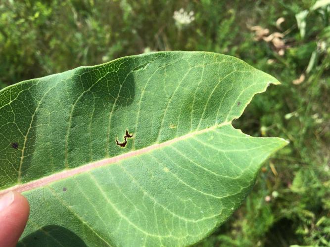 Milkweed leaf showing herbivory by four-eyed beetles and monarch caterpillar