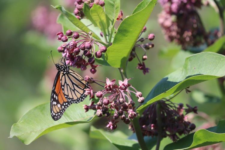 Monarch butterfly feeding on milkweed flowers