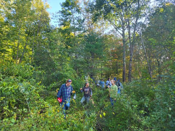 New England Cottontail Habitat Management