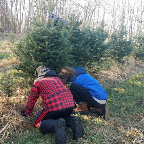 Sixth graders cut the Christmas trees they planted in 2015.