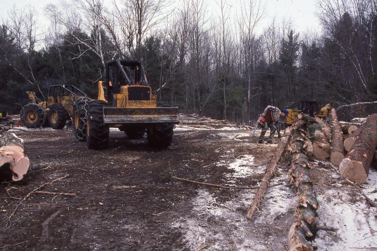 Harvest landing with skidder and logger next to pile of low grade wood