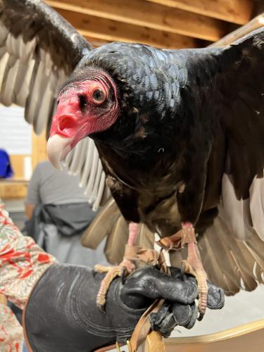 Greta the Turkey Vulture is seen from the side with her wings open.