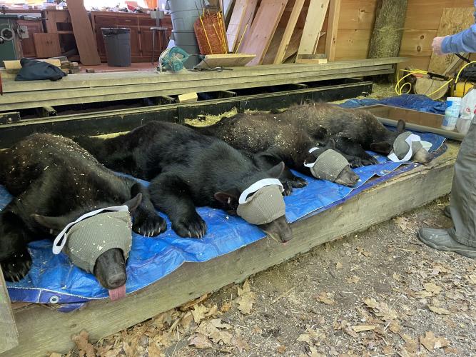 lineup of tranquilized bear yearlings await transport