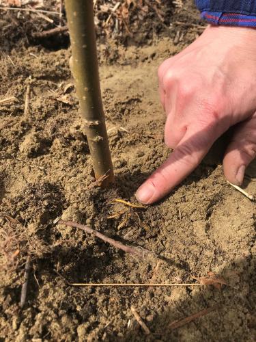 Carrie points to an exposed root.