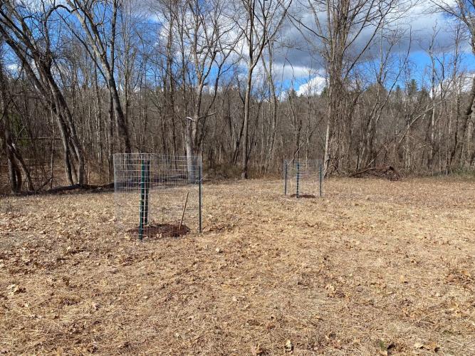 Fencing around the newly planted mulberry trees will prevent deer damage.