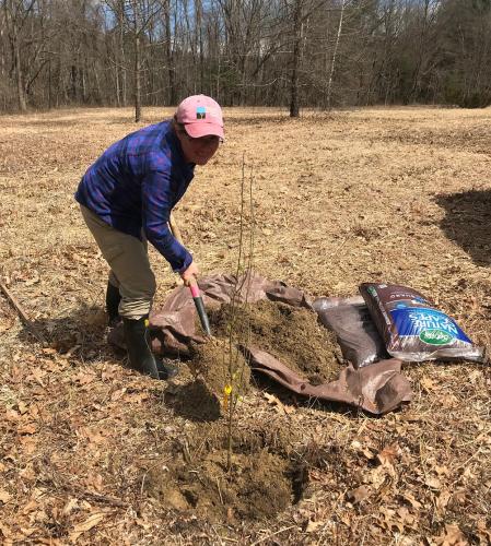 Carrie Deegan uses a shovel to fill the hole around the newly planted tree.