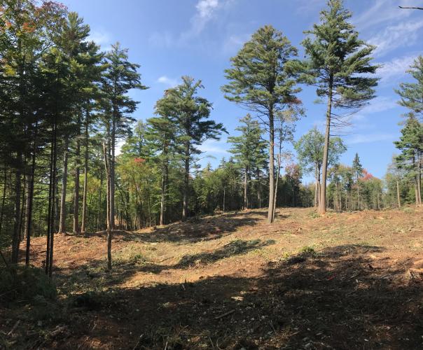 Trees left after a low density shelterwood harvest in 2017.