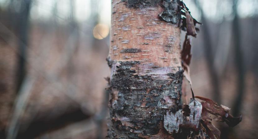 Birch bark peels away in curly strips.