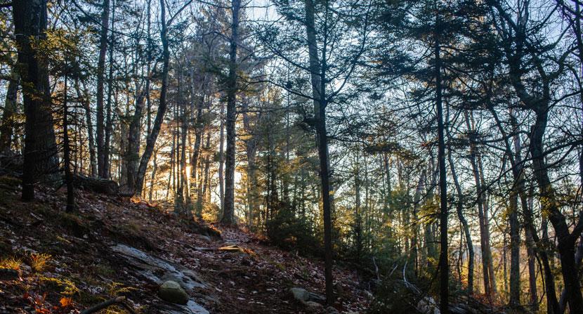 Late autumn sunlight on a hemlock-lined section of trail at Moose Mountains Reservation in Middleton and Brookfield, NH