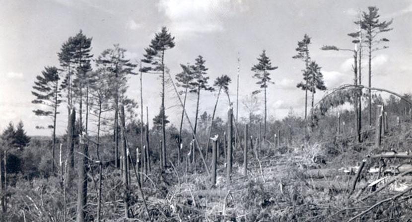 A stand of pine trees looks like they snapped like toothpicks due to wind damage from the Hurricane of 1938. 