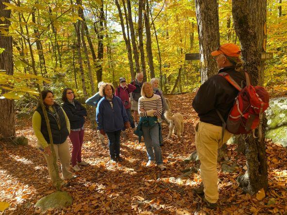 hikers on woods road beneath golden yellow canopy of autumn leaves