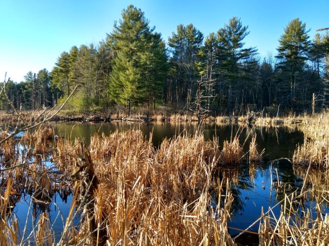 A beaver pond at Clay Brook forest.