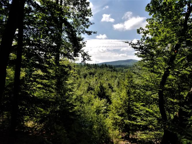 Views of green forests and a mountain from the conservation easement property.