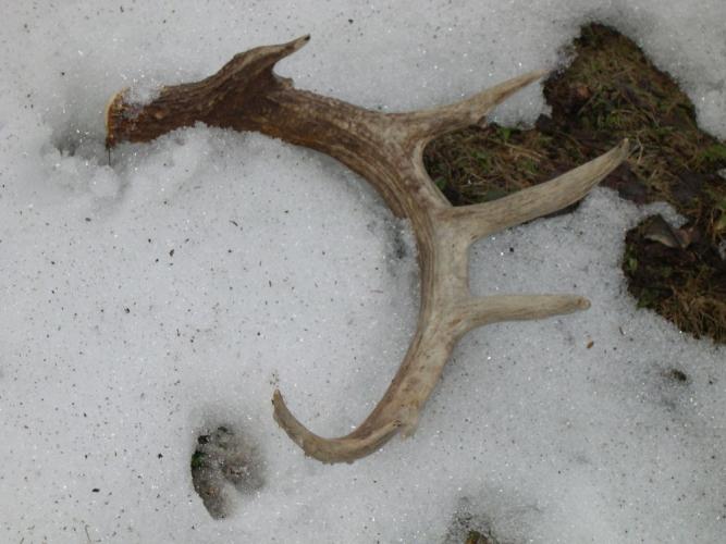 Something Wild The Many Benefits of Antlers Forest Society