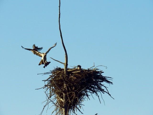Osprey delivering fish to mate on nest harassed by grackle