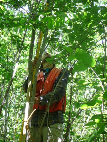 Measuring a tree in a 12-year-old clearcut.