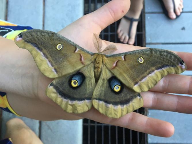 Blue eyespots on the upper wing surface of the hand-sized Polyphemus Moth