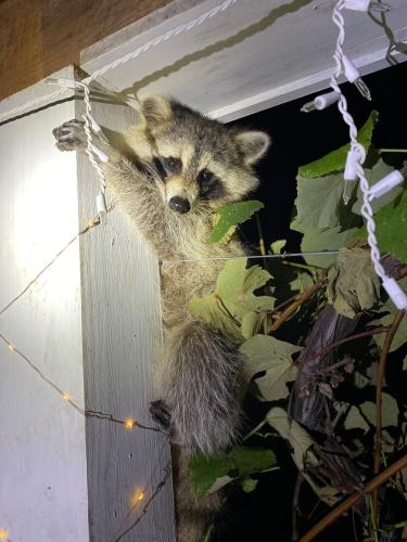 Nighttime image of raccoon in grape vines overhanging front porch