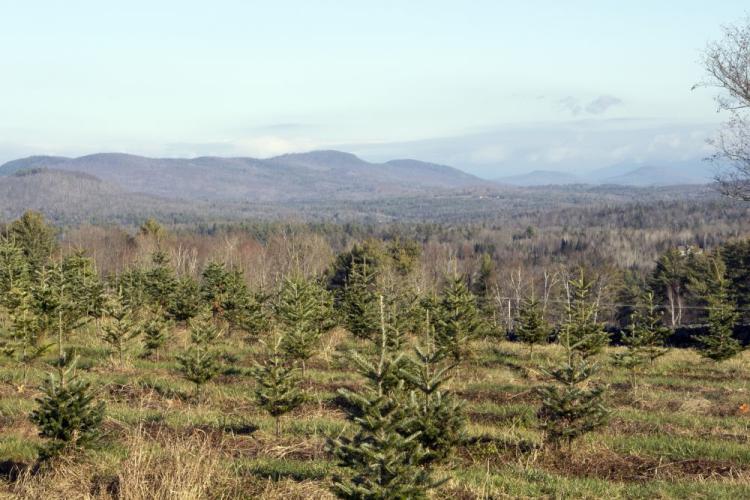 Sweeping scenic views above rows of balsam Christmas Trees at The Rocks