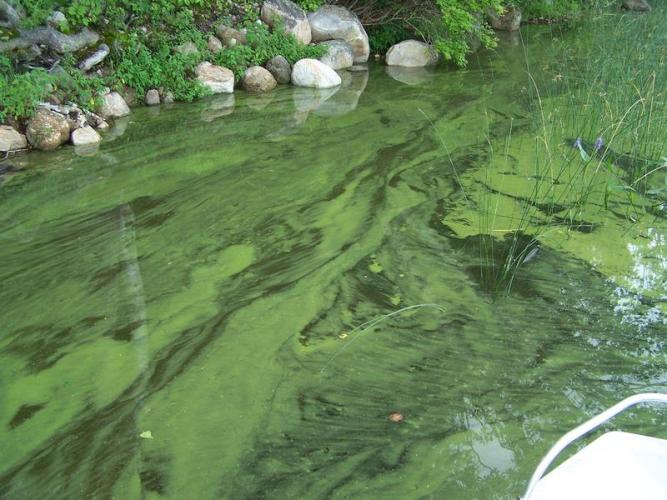 Something Wild Cyanobacteria in NH ponds and Lakes Forest Society