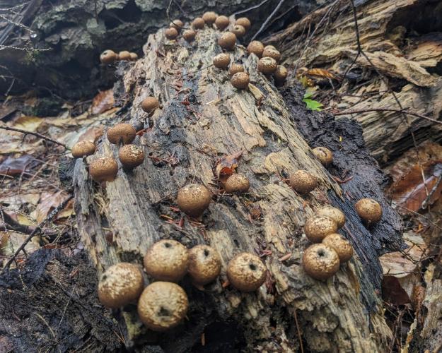 Fungus bubbles on a log.