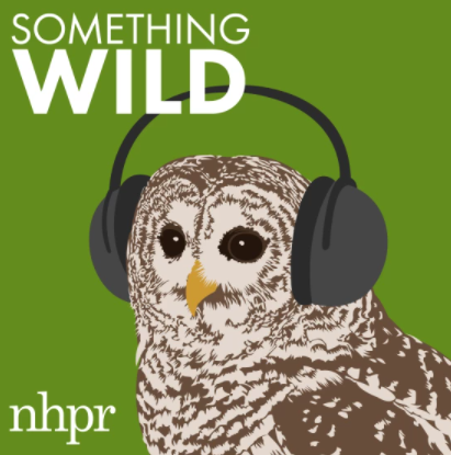 An illustration of an owl in headphones with the word NHPR.