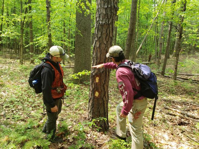Steve and John, in forester attire, examine a tree in a forest in spring.