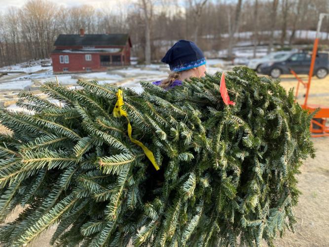 A volunteer carries a Christmas tree on their shoulder.