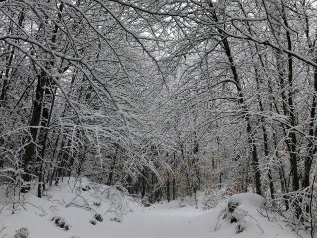 Winter Woods Road in Snow_ELord