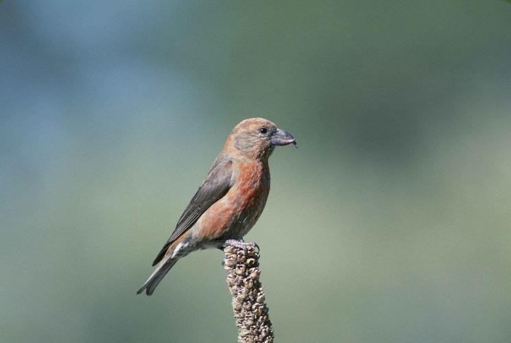 A red crossbill sits on a branch.