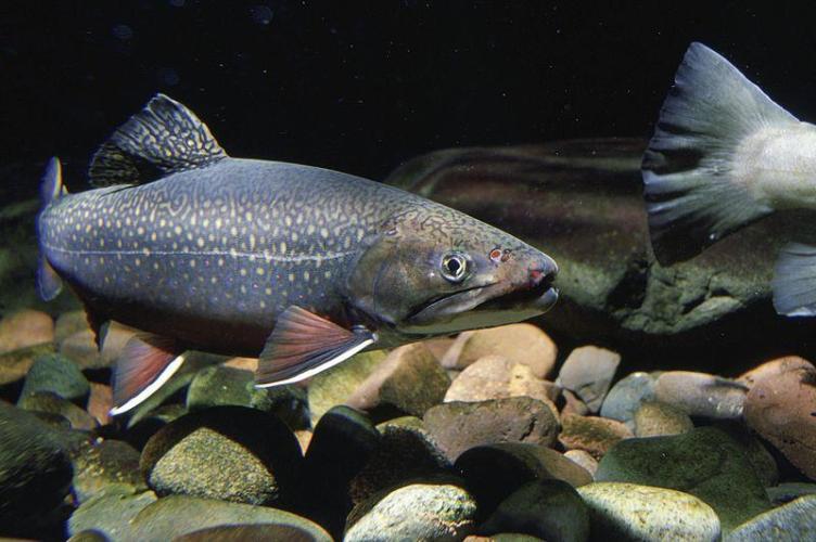 A brook trout is pictured in the water.