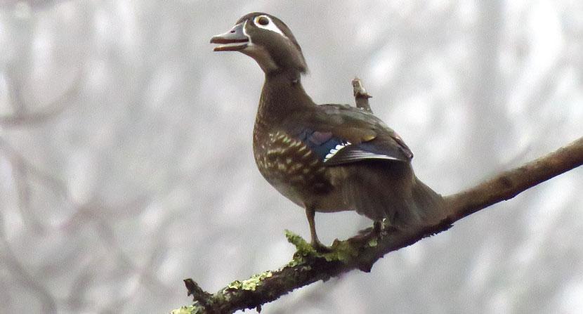A wood duck on a silver maple branch