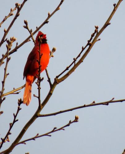 A male northern cardinal sings in the early morning