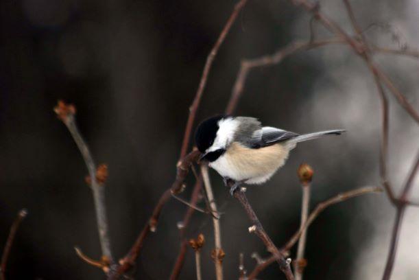 A chickadee sits in a tree branch.